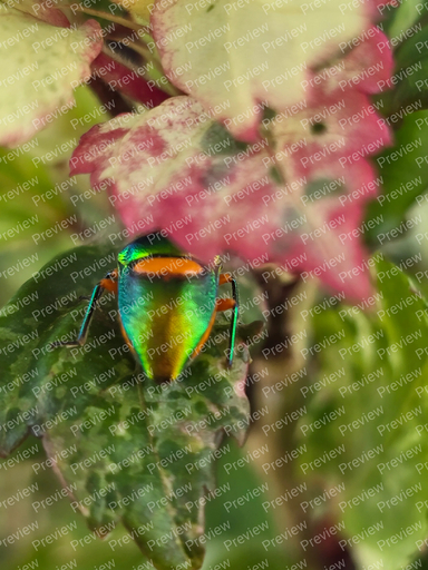 jewel beetle