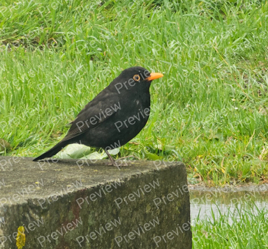 Blackbird