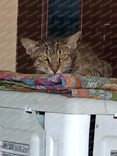 cat