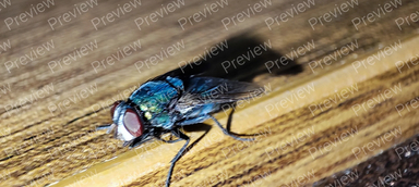 fly