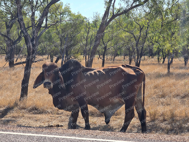 Brahman cattle