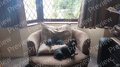 Dachshund