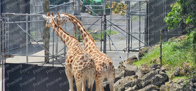 giraffe