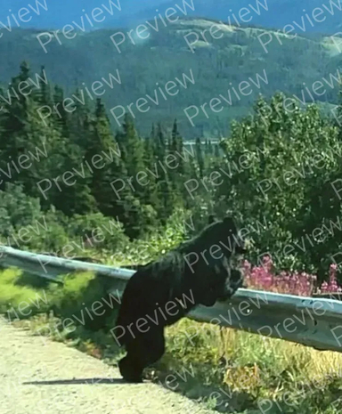 bear