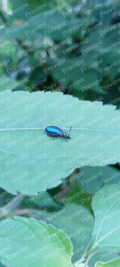 jewel beetle