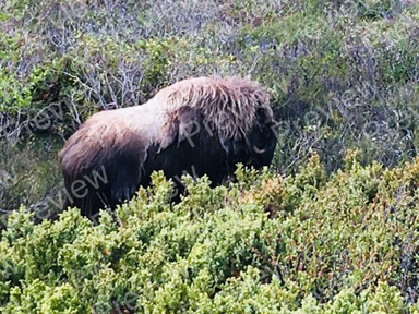 bison