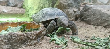 tortoise