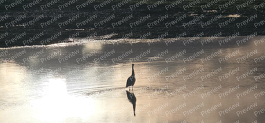heron
