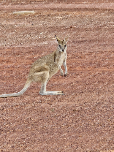 Kangaroo