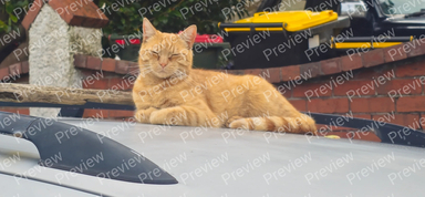 cat