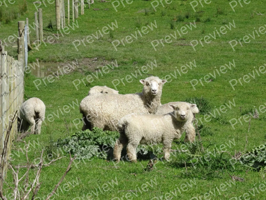 sheep
