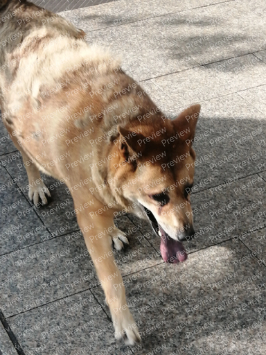 dog