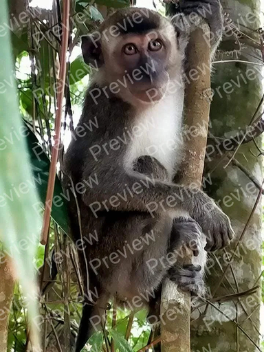 monkey