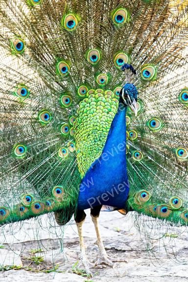 peacock