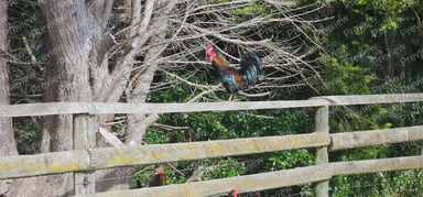 rooster