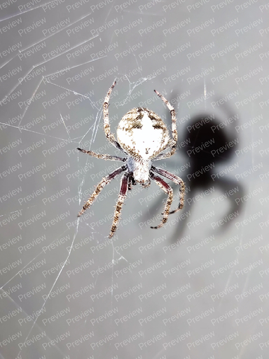 spider