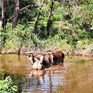 horses