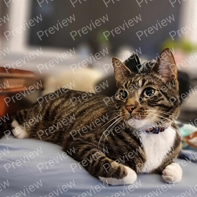 cat