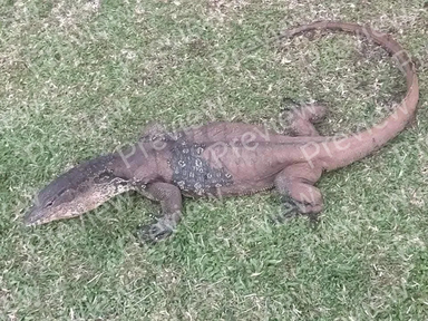 komodo dragon
