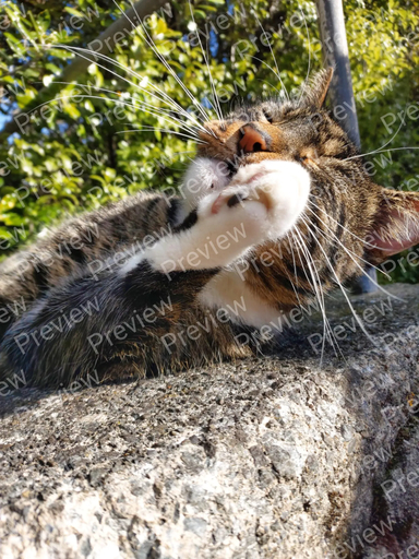 cat