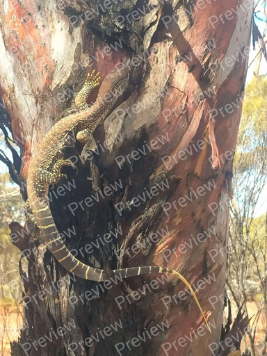 Perentie monitor lizard