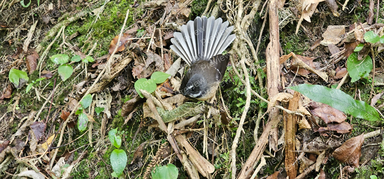 fantail