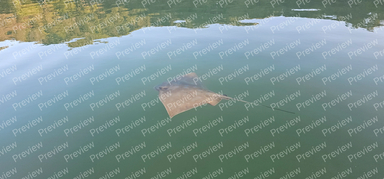 ray