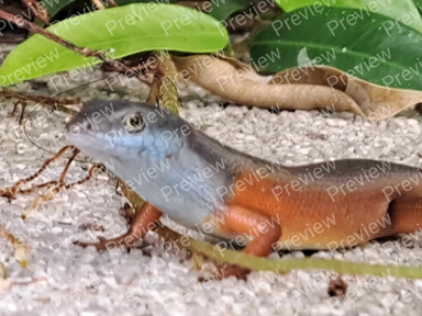 lizard