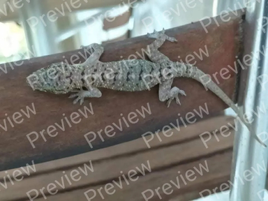 lizard