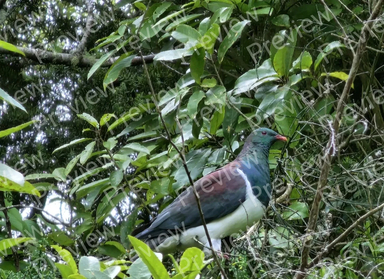 bird