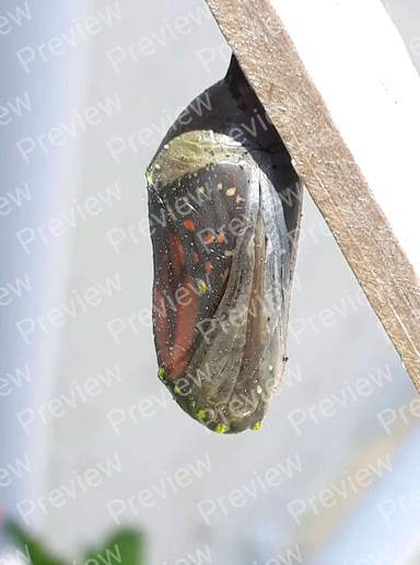 butterfly chrysalis