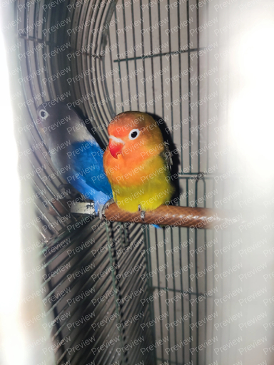 bird