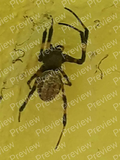 spider