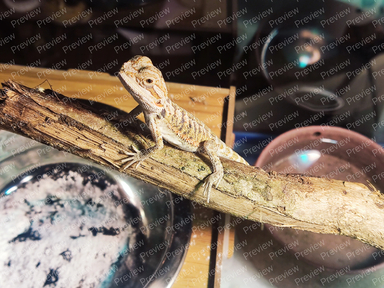 bearded dragon
