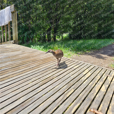 Weka