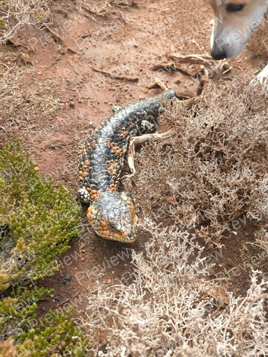 lizard