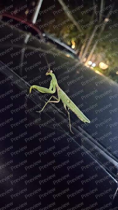 praying mantis