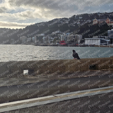 pigeon