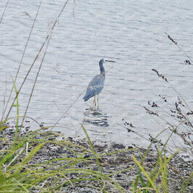 heron
