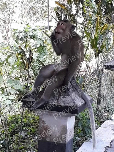 monkey