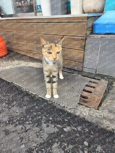cat
