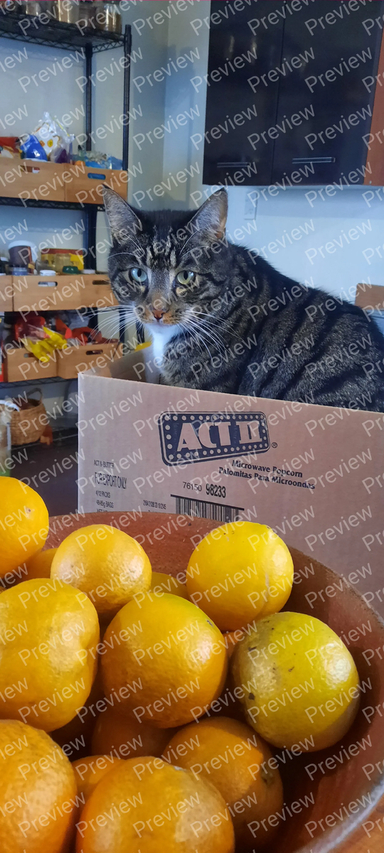 cat