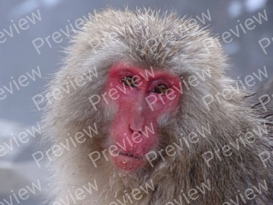 Japanese macaque