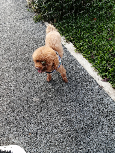 dog