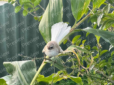 bird
