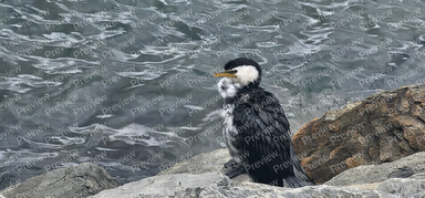 Double-crested Cormorant