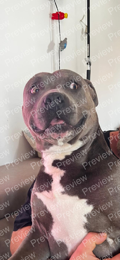 American Pit Bull Terrier