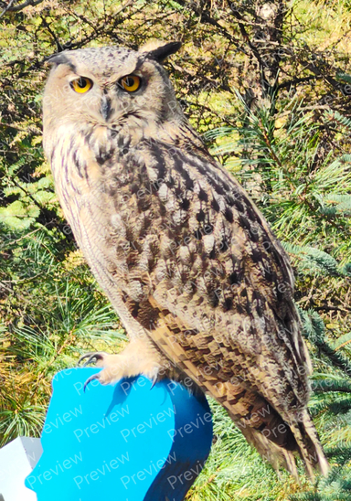 owl
