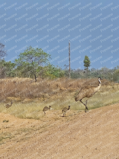 Emu