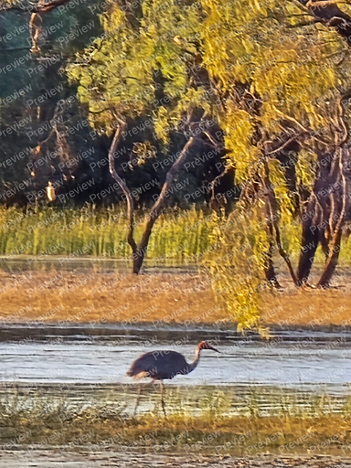 brolga